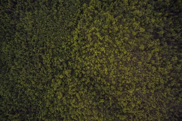 Officia pariatur saepe minima et